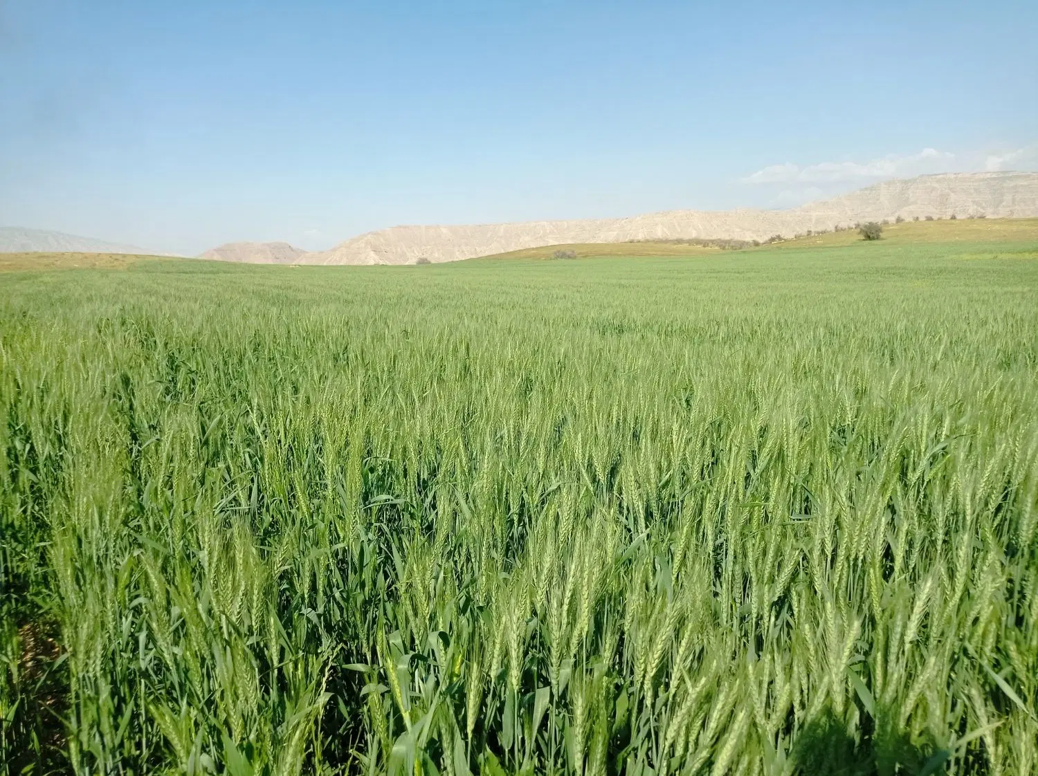 15هکتاز زمین اجاره لیشتر
