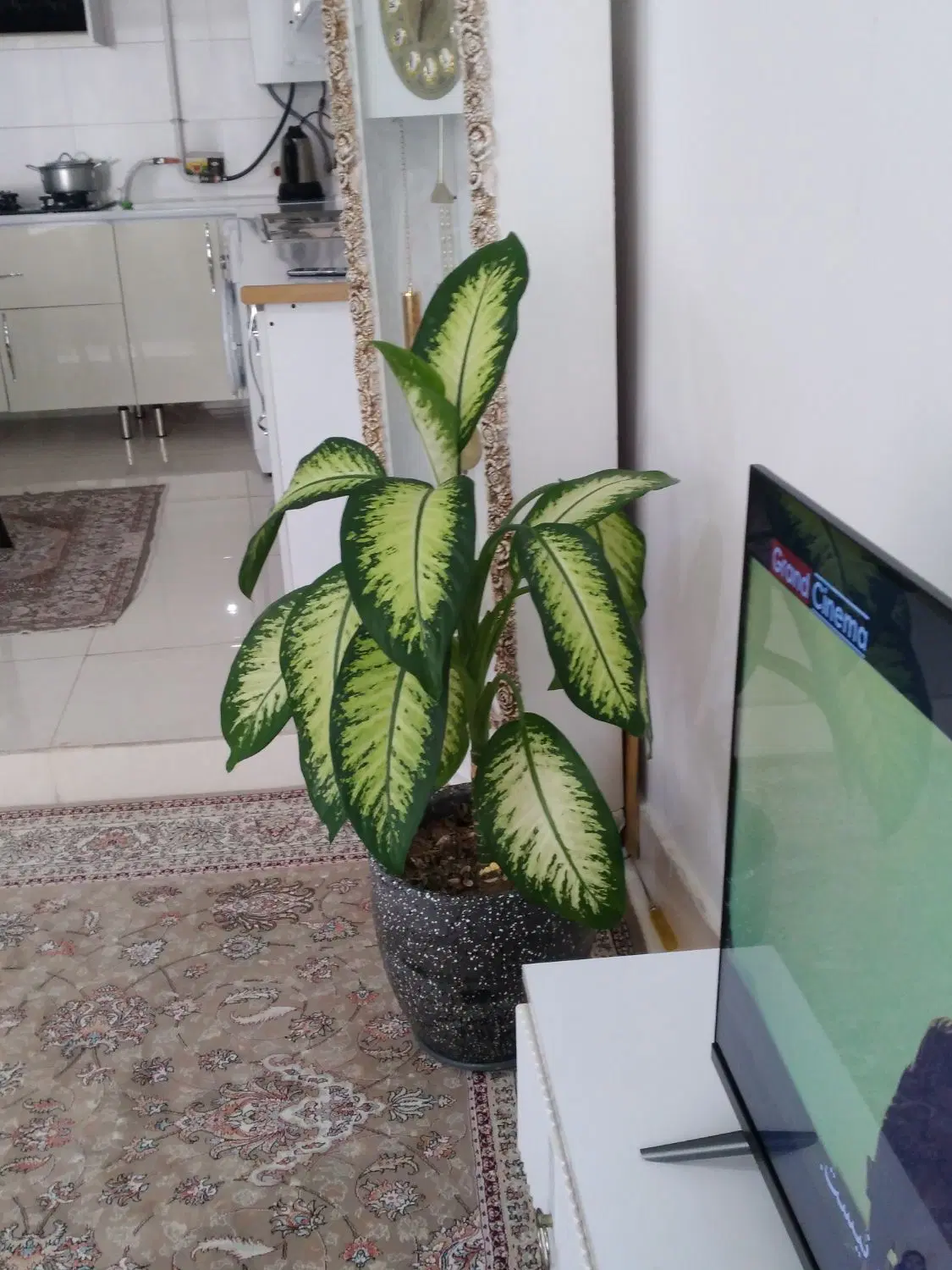ساخت خانه مشارکتی