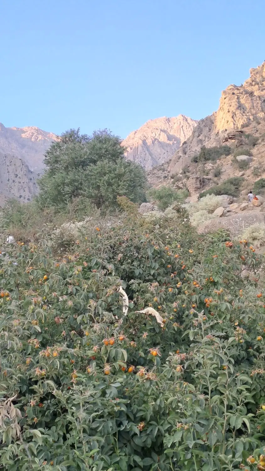 فروش زمین مسکونی در روستا
