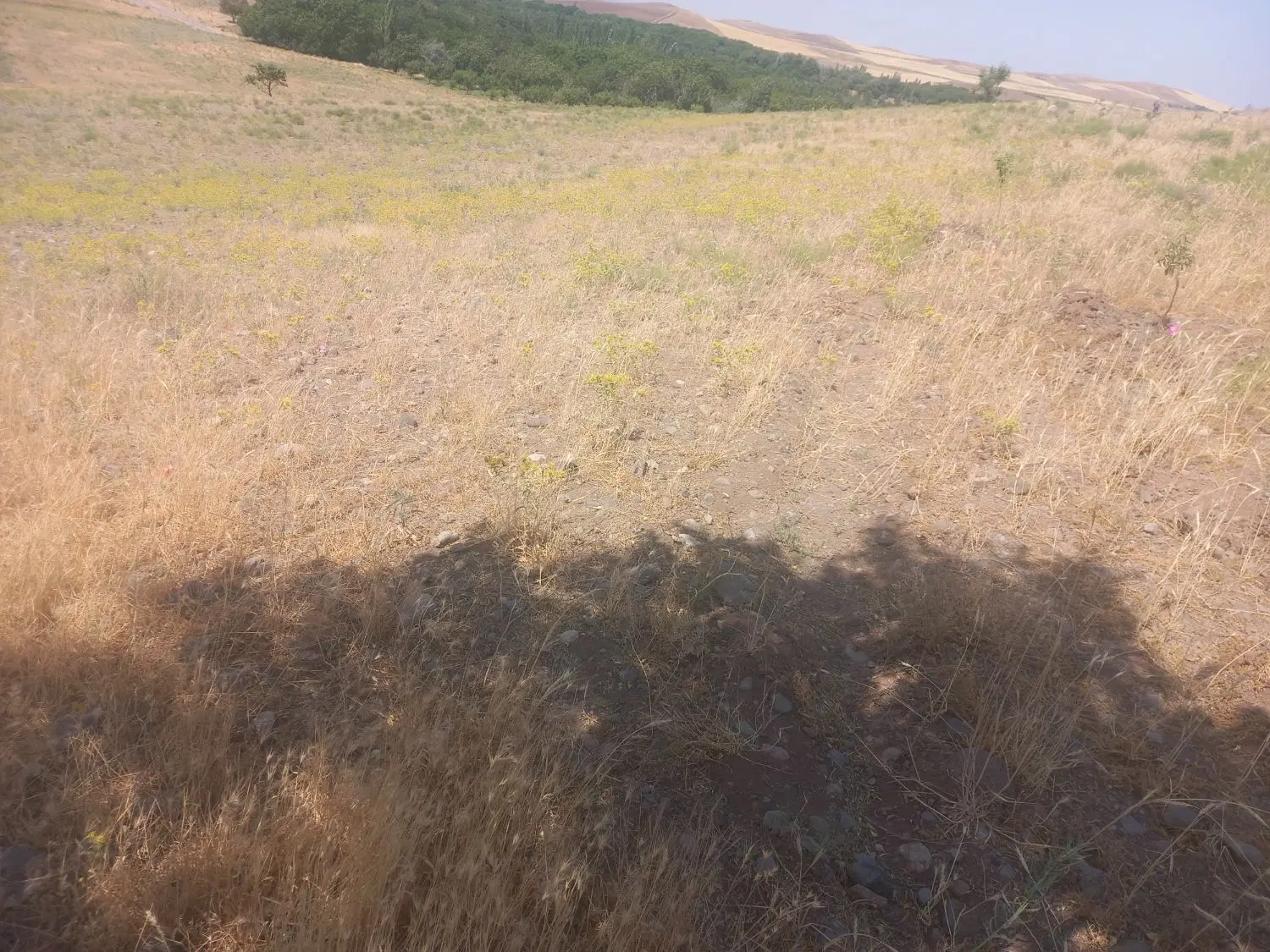 زمین کشاورزی آبی وجای دنج درج ۱ متراژ ۸۸۲۰مترمربع