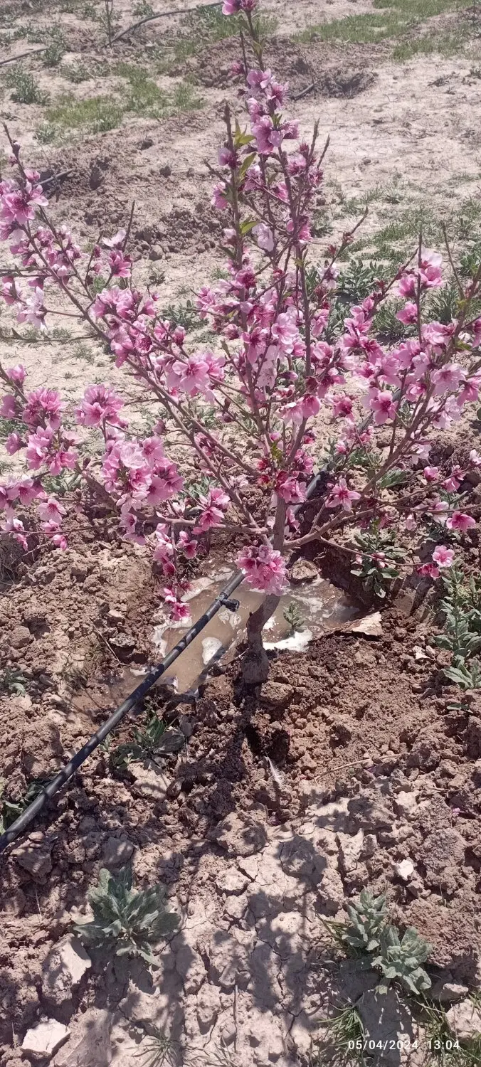 زمین مرودشت