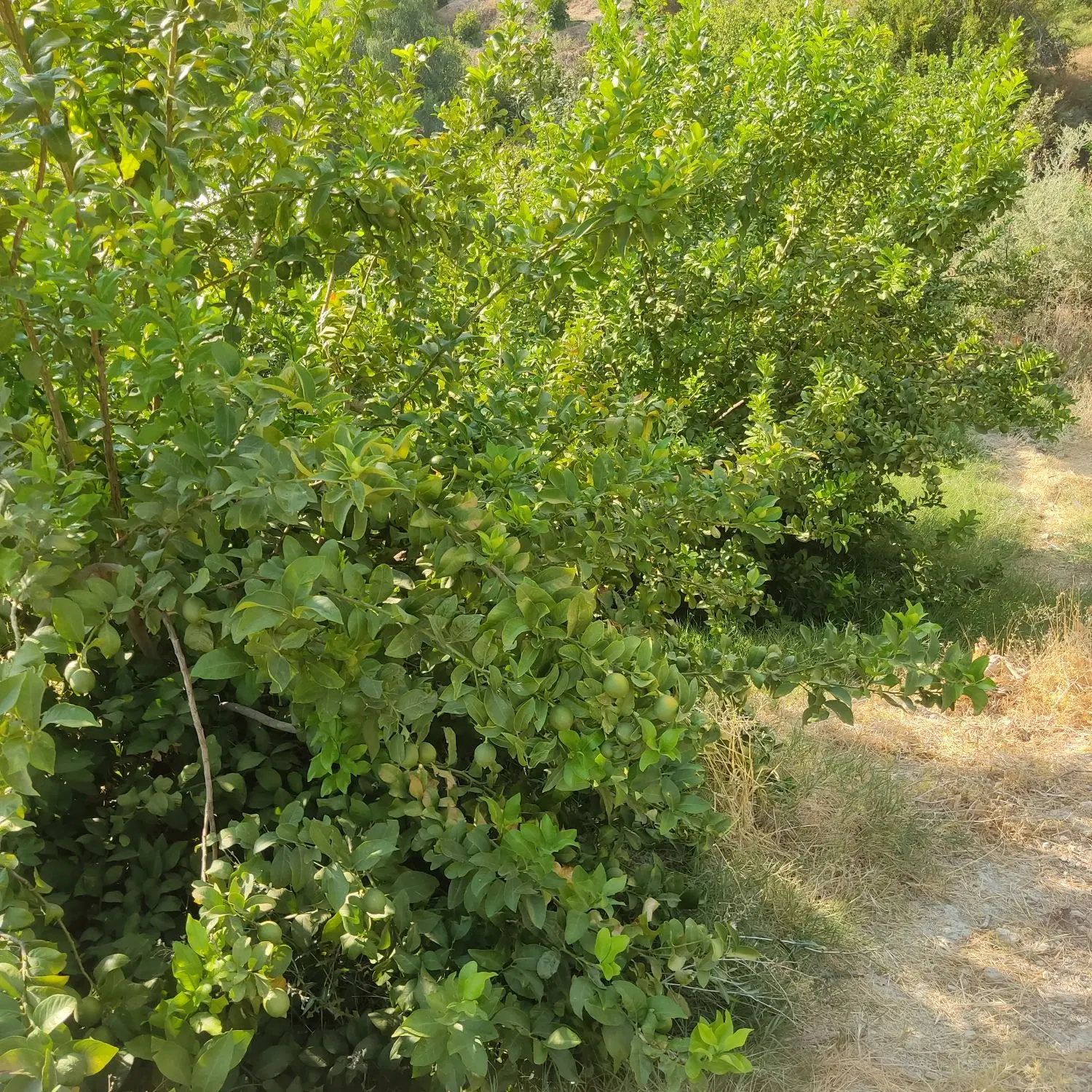 فروش باغ ثمری پشتکوه
