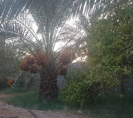 فروش یک عدد زمین 930 متر در روستای بید بلند