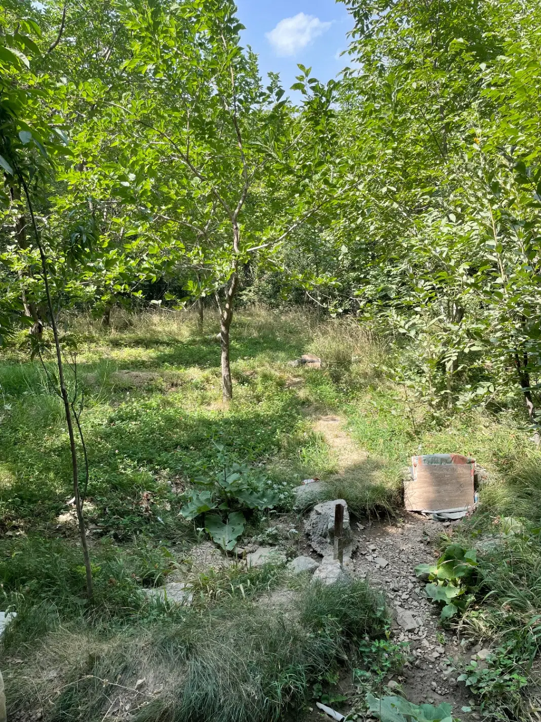 زمین کردان برغان (روستای سره)