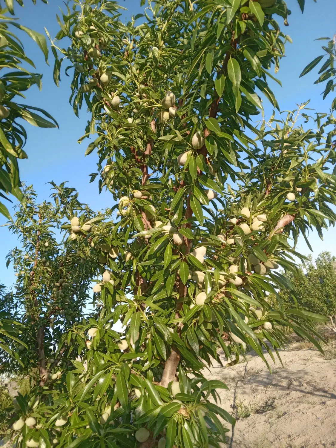 فروش باغچه
