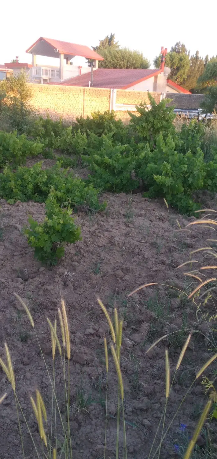 یک قطعه باغ انگور