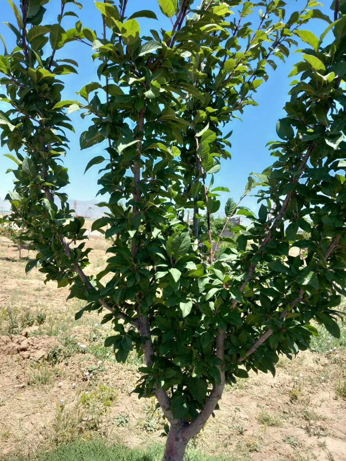 باغ۱۵۰۰متری(آب،برق،گاز)