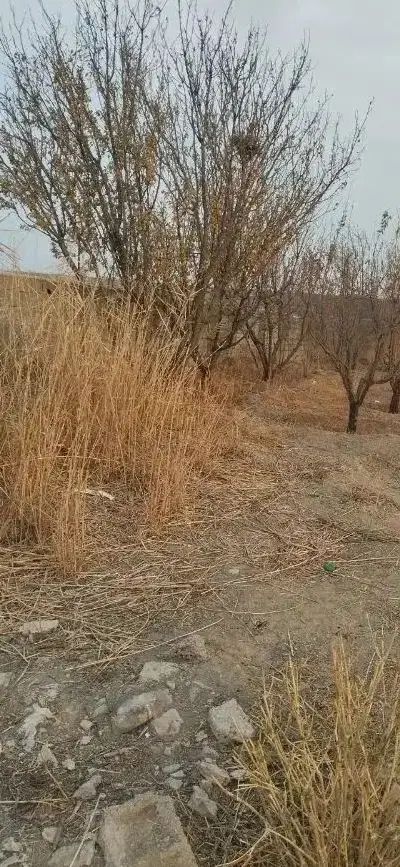 فروش باغ و باغچه