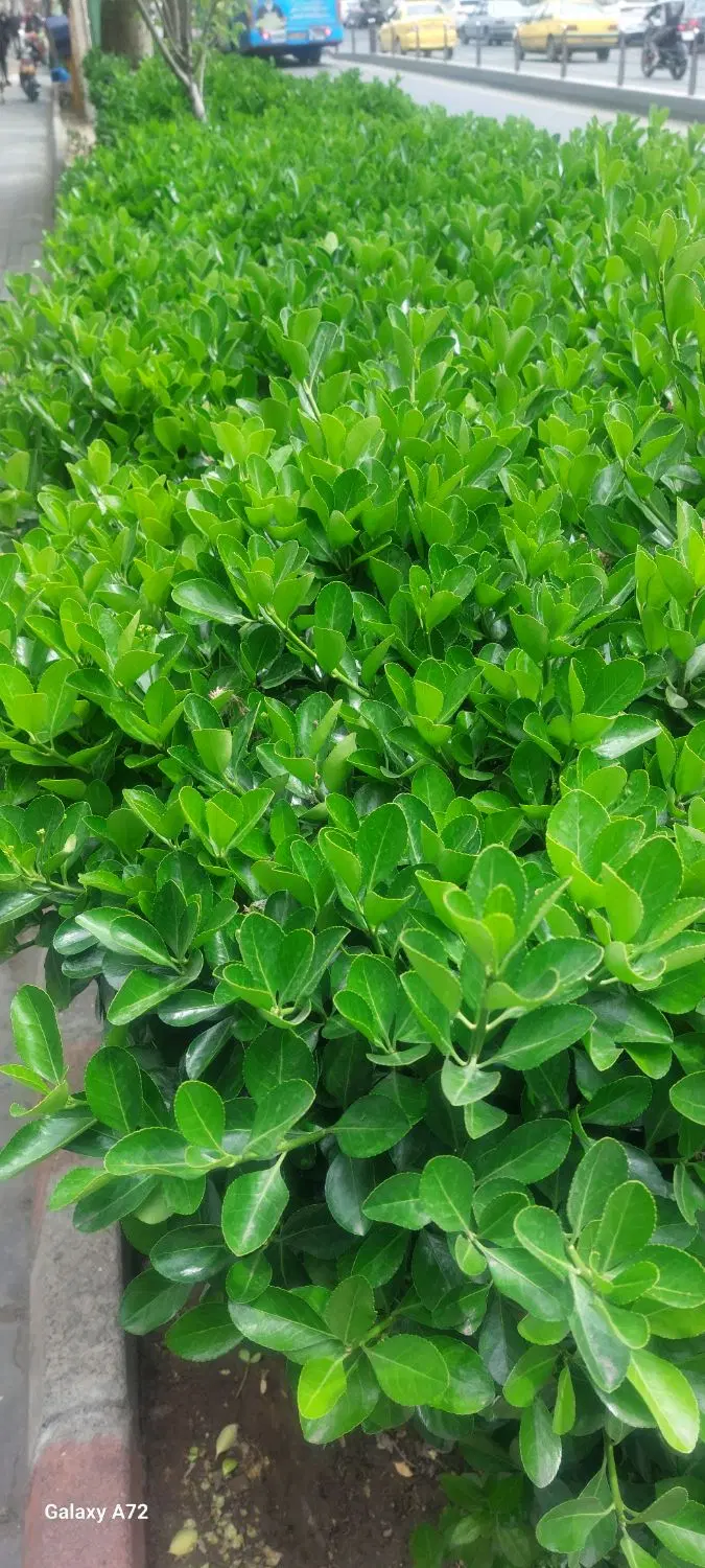 حیاط دربست