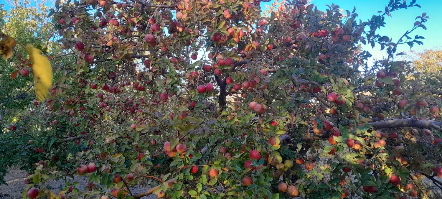زمین وباغ روستای ابر