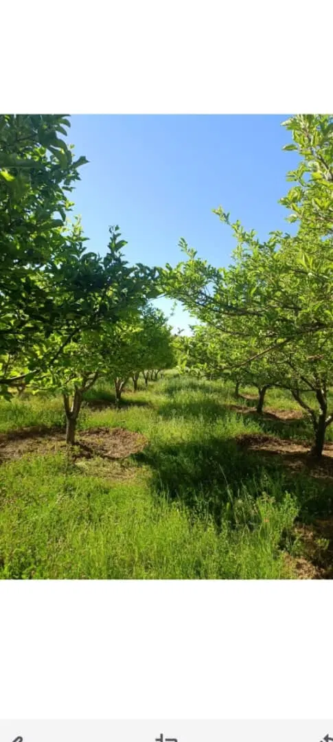 باغ سیب و گردو