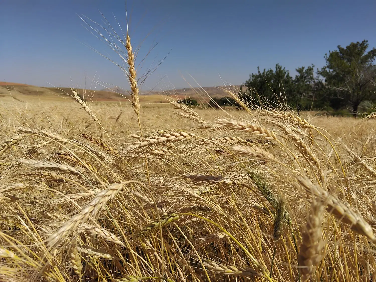 استاد کار نانوایی