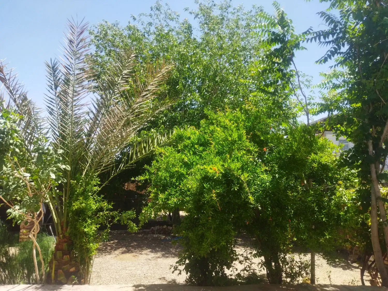 اجاره
