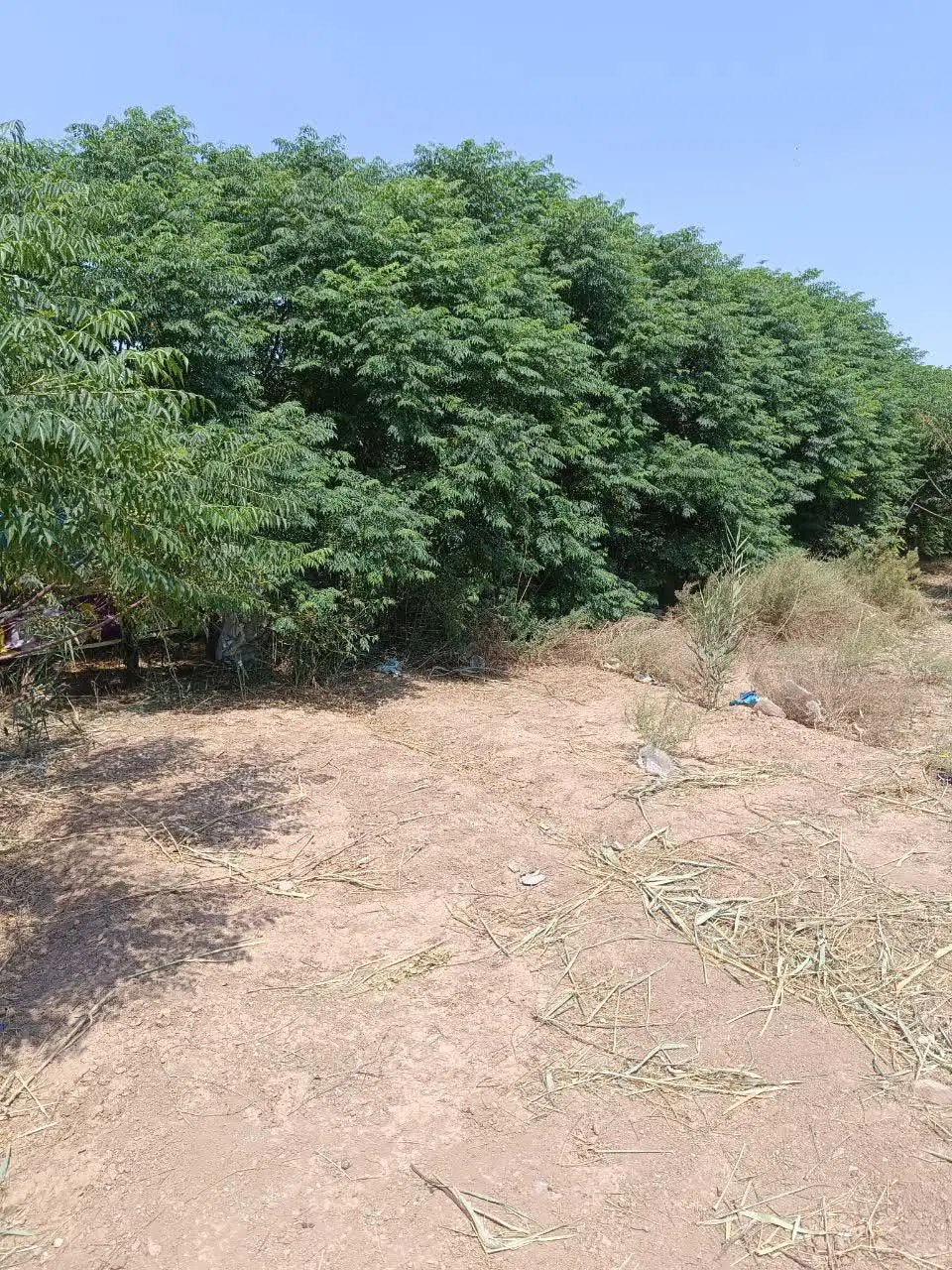 فروش زمین باغی