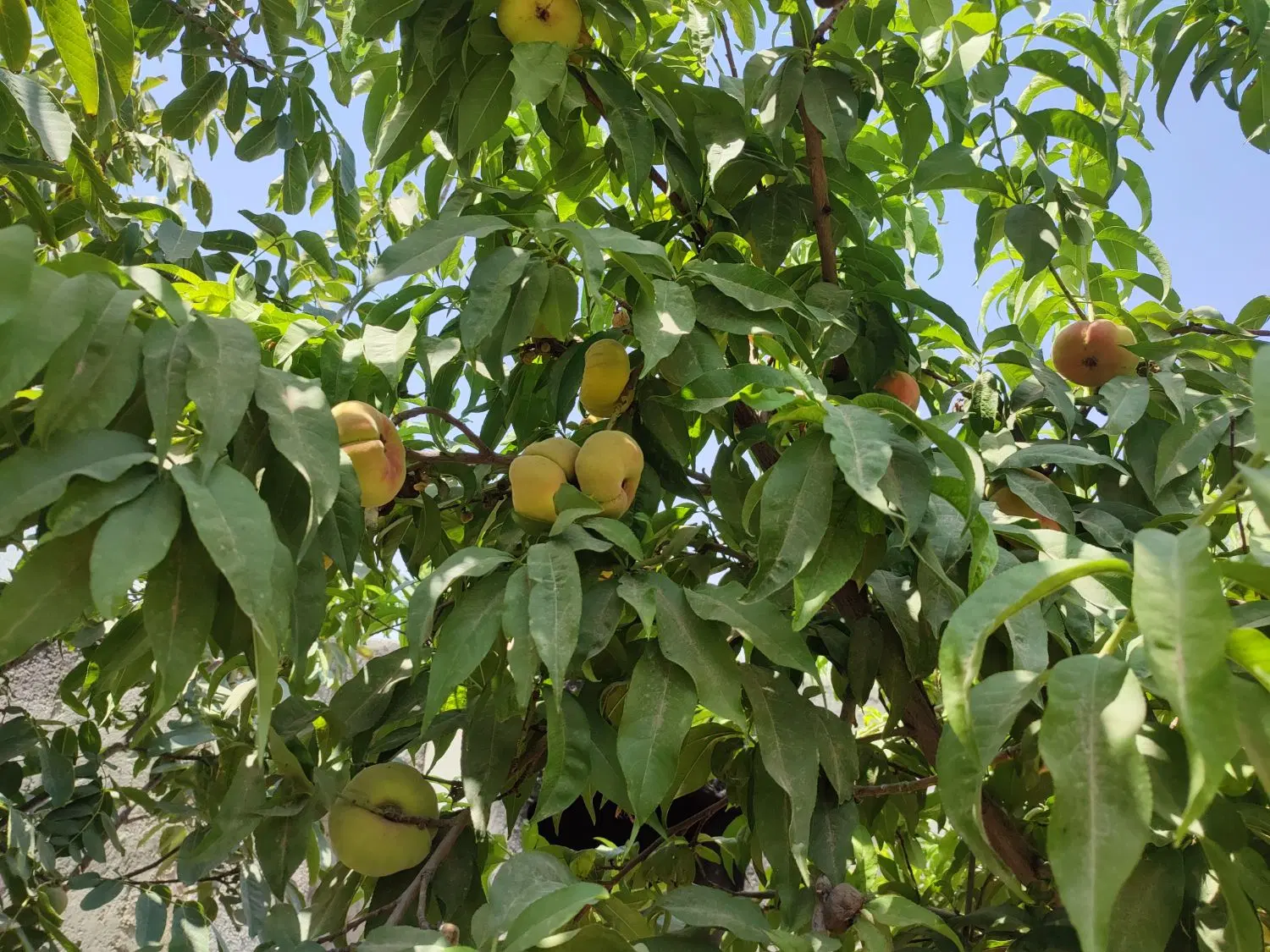 باغ ویلا