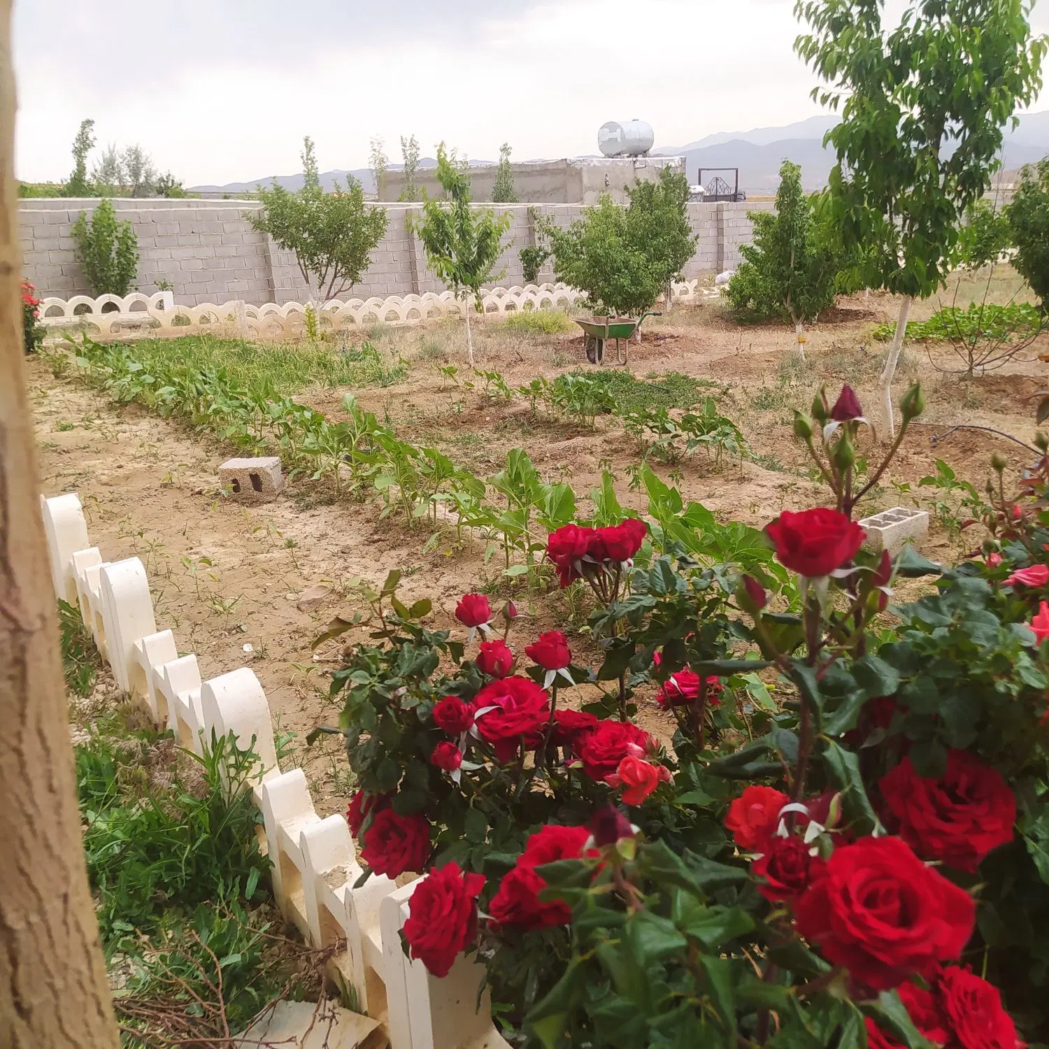 فروش یک قطعه باغ