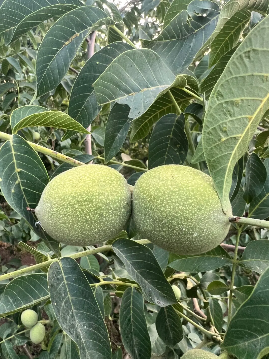 فروش