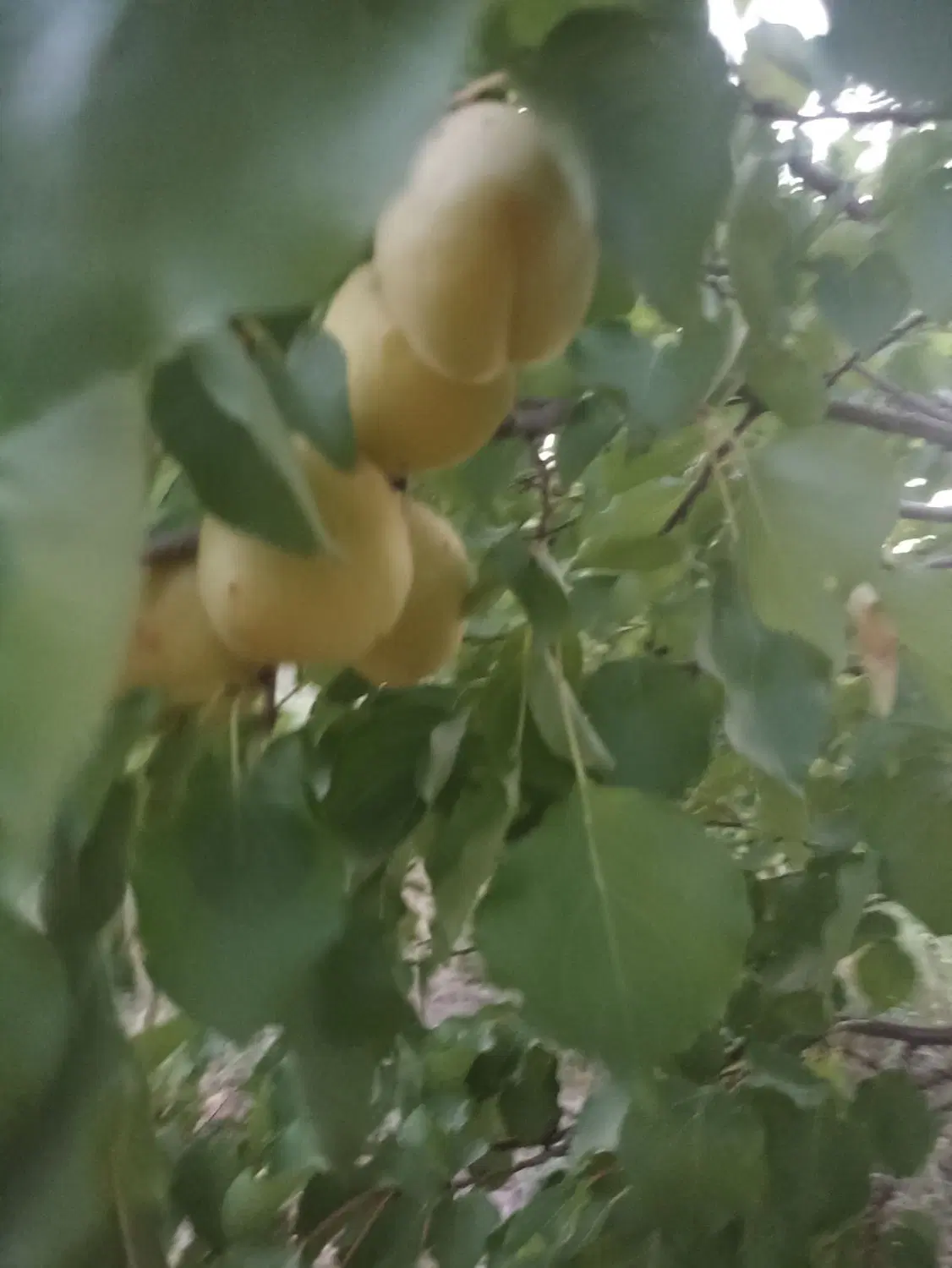 باغ در جاده ی مرند بناب