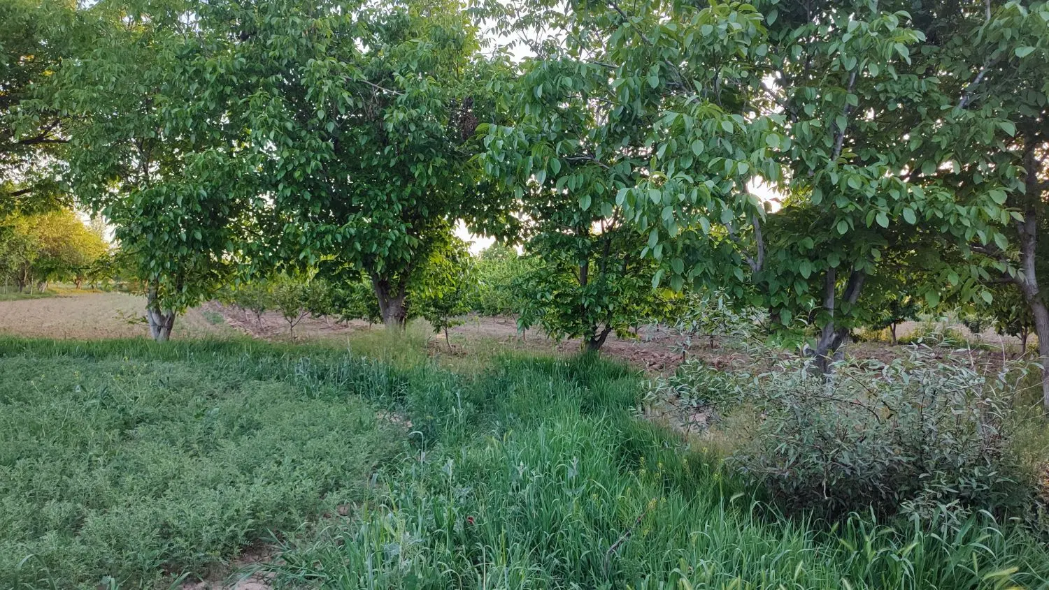 فروش باغ