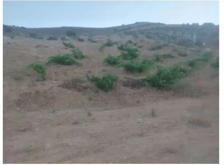 باغ انگور سعدی