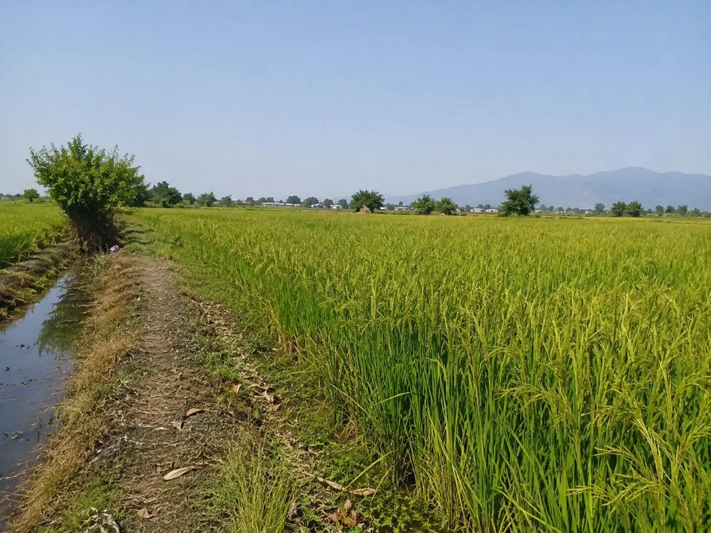 فروش زمین شالی سنتی