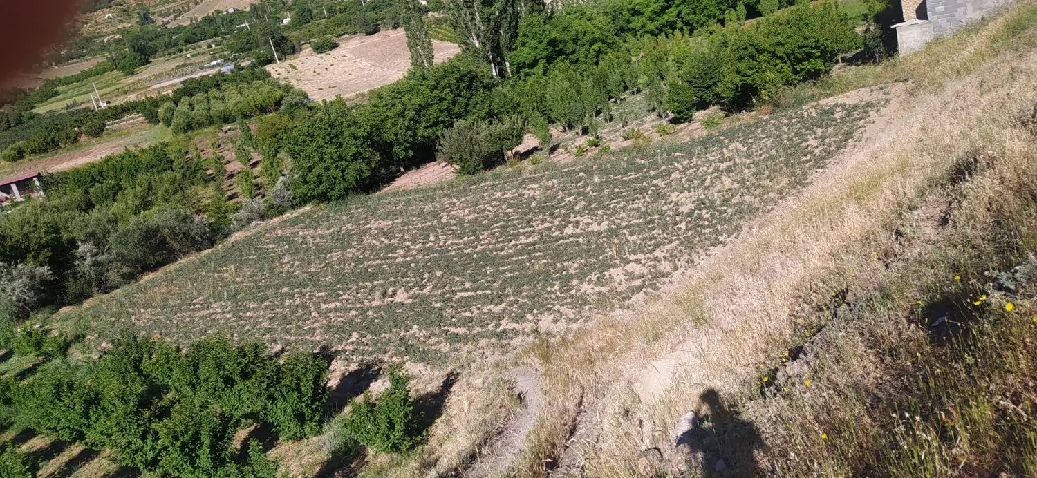 زمین کشاورزی