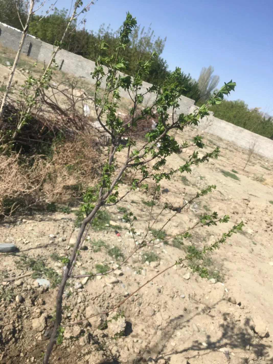 زمین باغچه