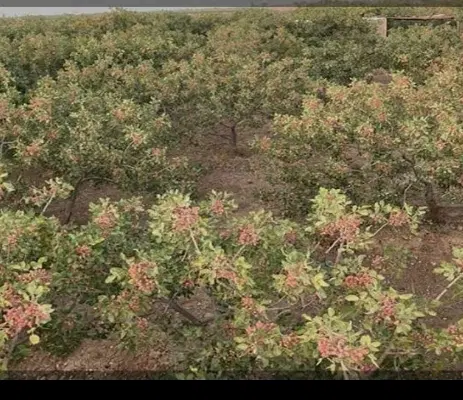 باغ پسته وخانه