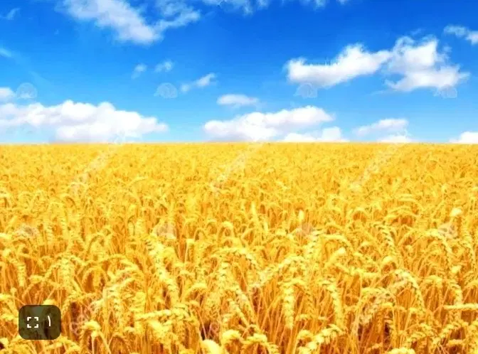 زمین کشاورزی