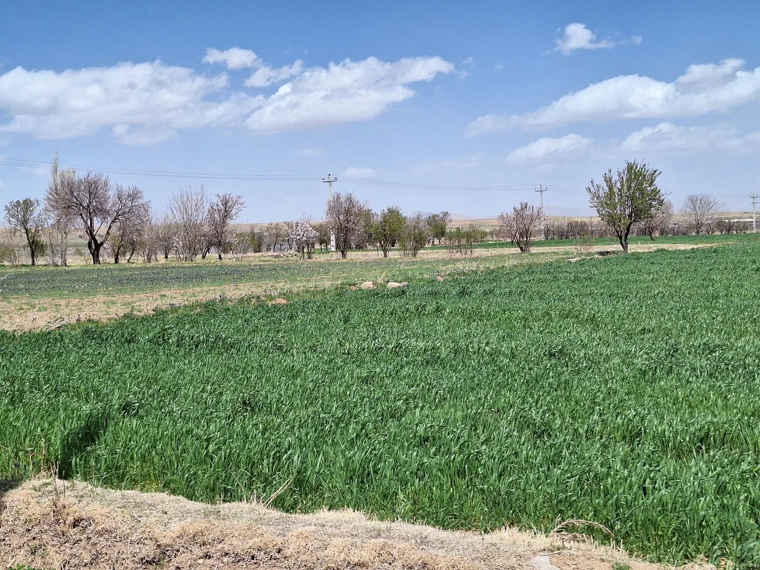 زمین فروشی