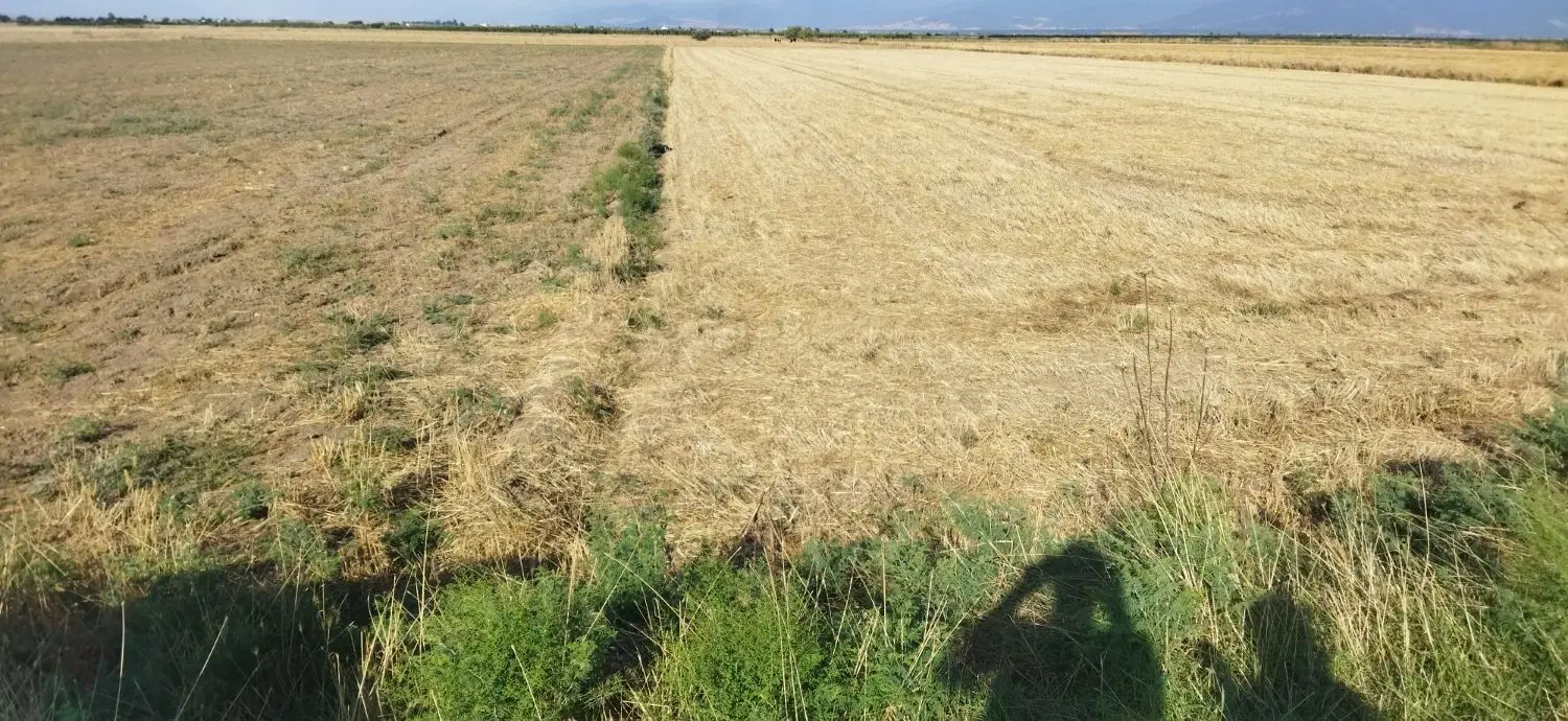 زمین کشاورزی