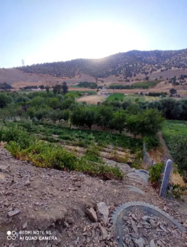 باغ پرثمر