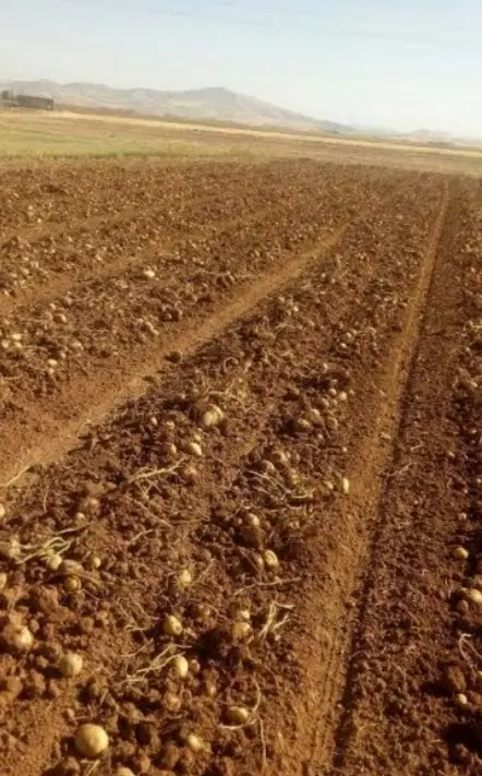 زمین کشاورزی روستای امروله