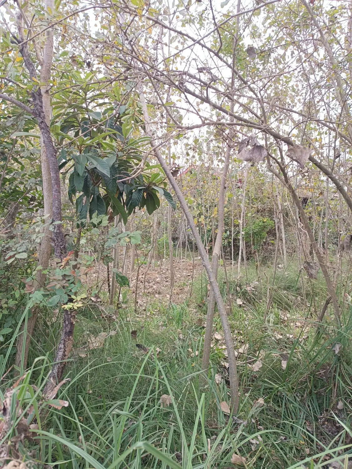 زمین در بارکوسرا