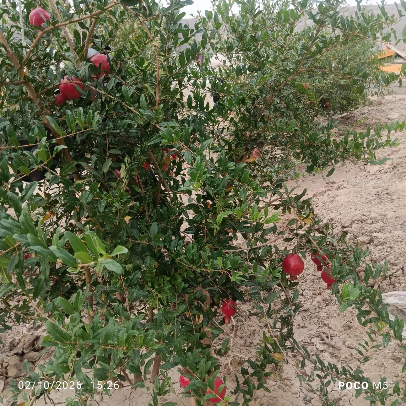 چهار دیواری باغی۶۵۰متر