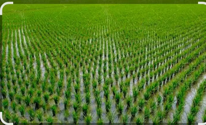 زمین کشاورزی