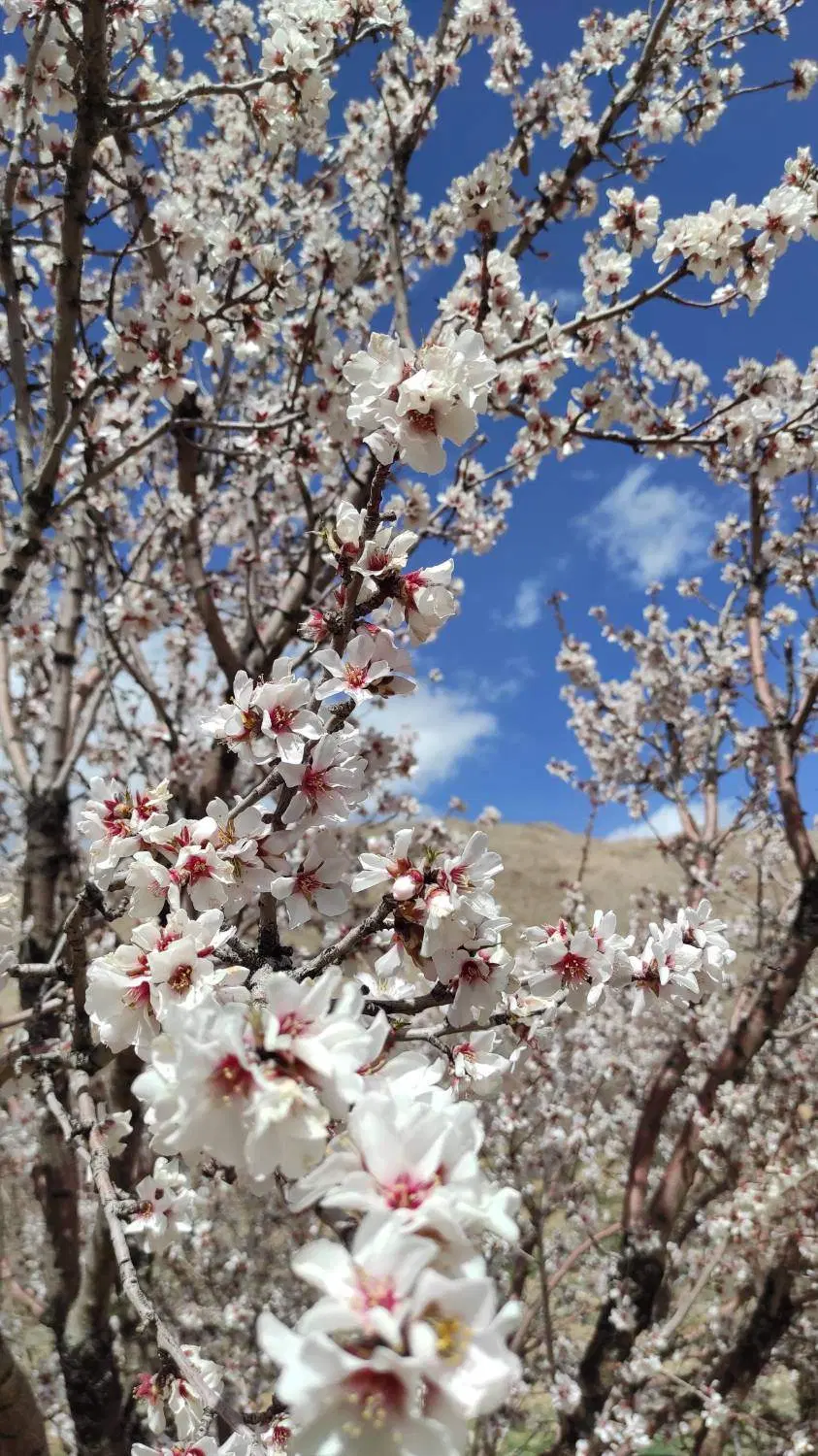 فروش باغ بادام ۵.۵ جریبی در سامان