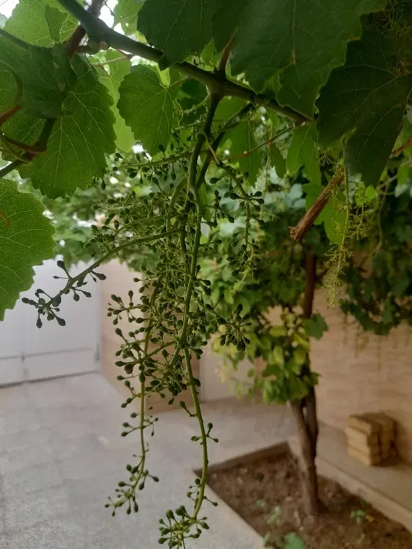 زمین نسیم ۱
