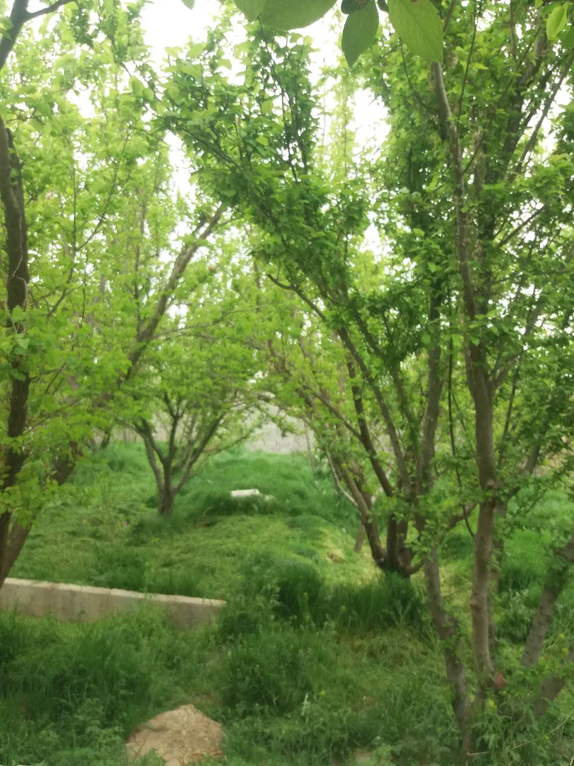 باغ چهاردیواری