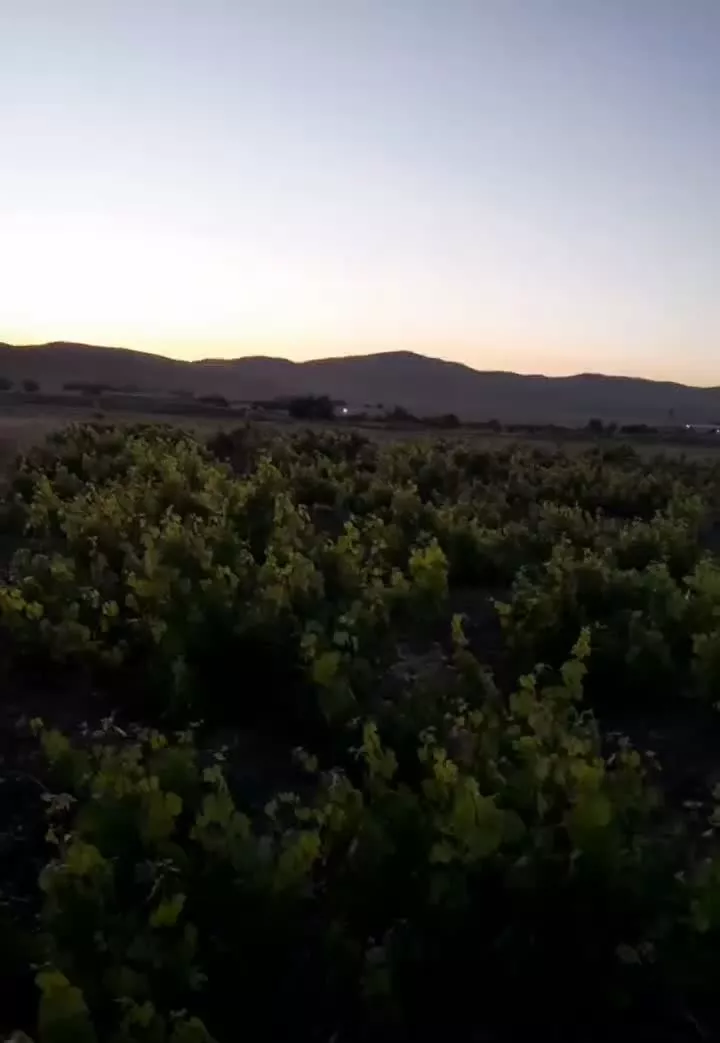 باغ