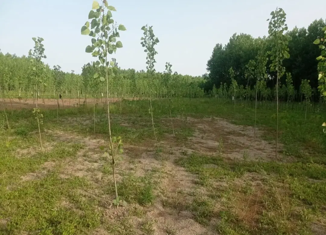 فروش زمین باغی