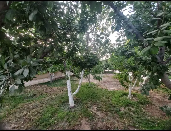 زمین بهرفیلستان
