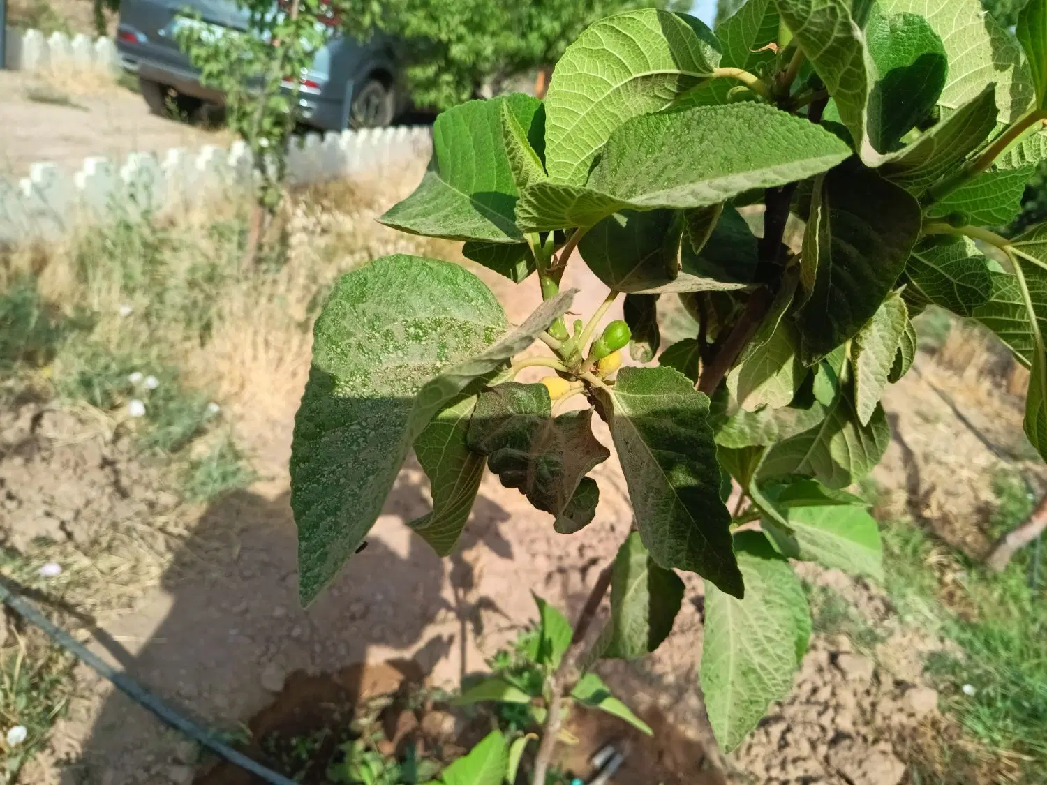 فروش باغچه