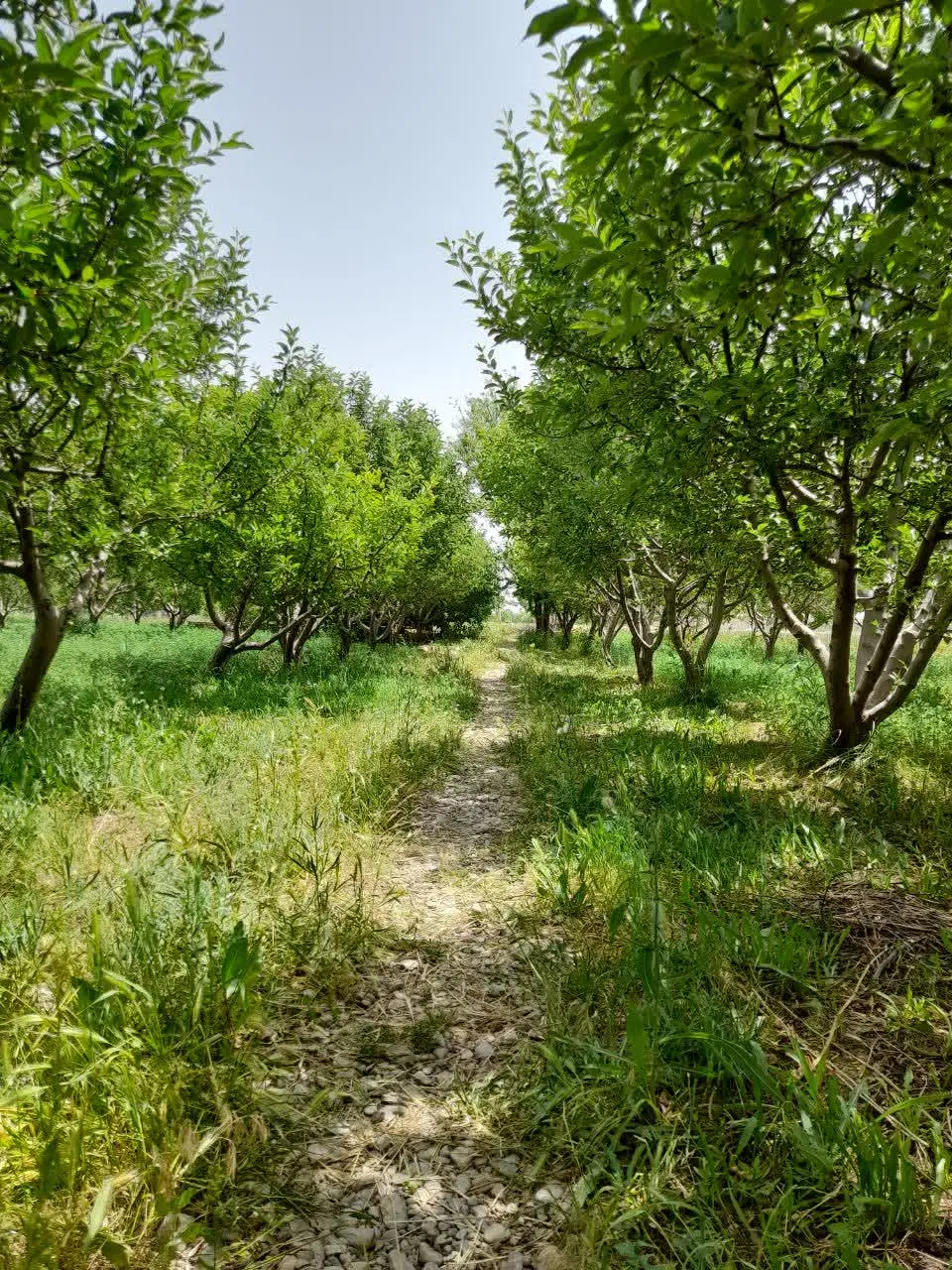 باغ سیب