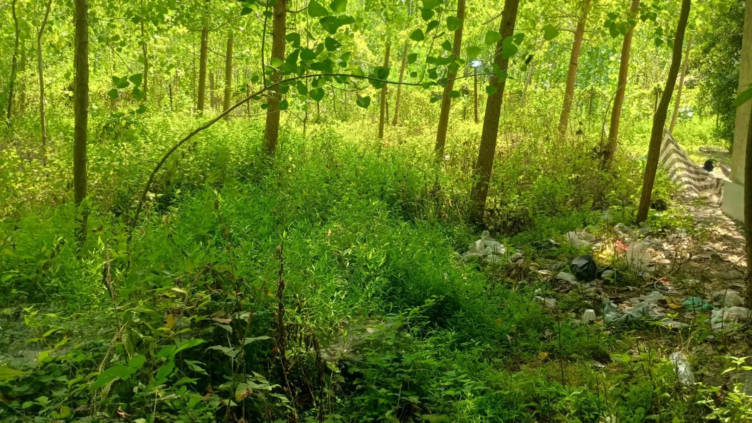 زمین باغی مسکونی