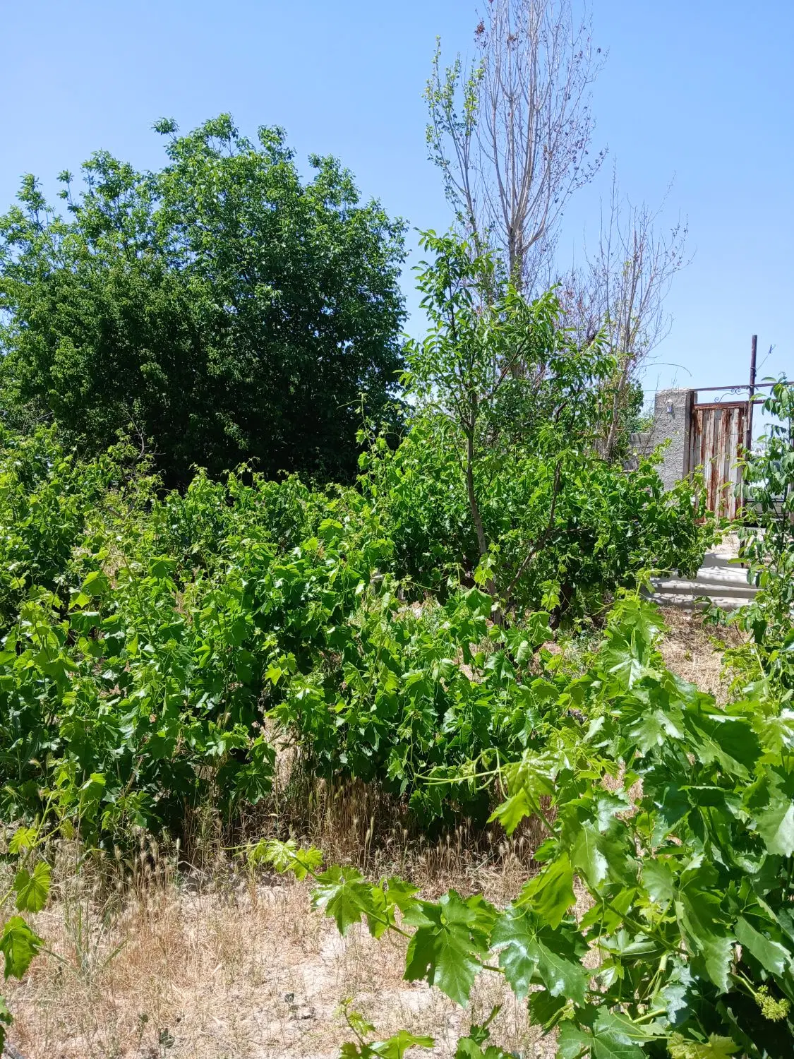 باغ و باغچه دارای سند تک برگ