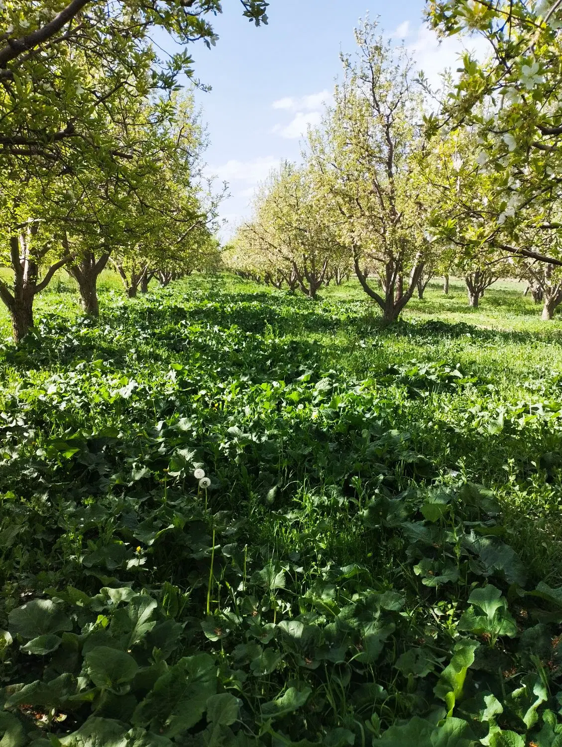 فروش باغ (3500)متری با سند و امکانات کامل در سلماس