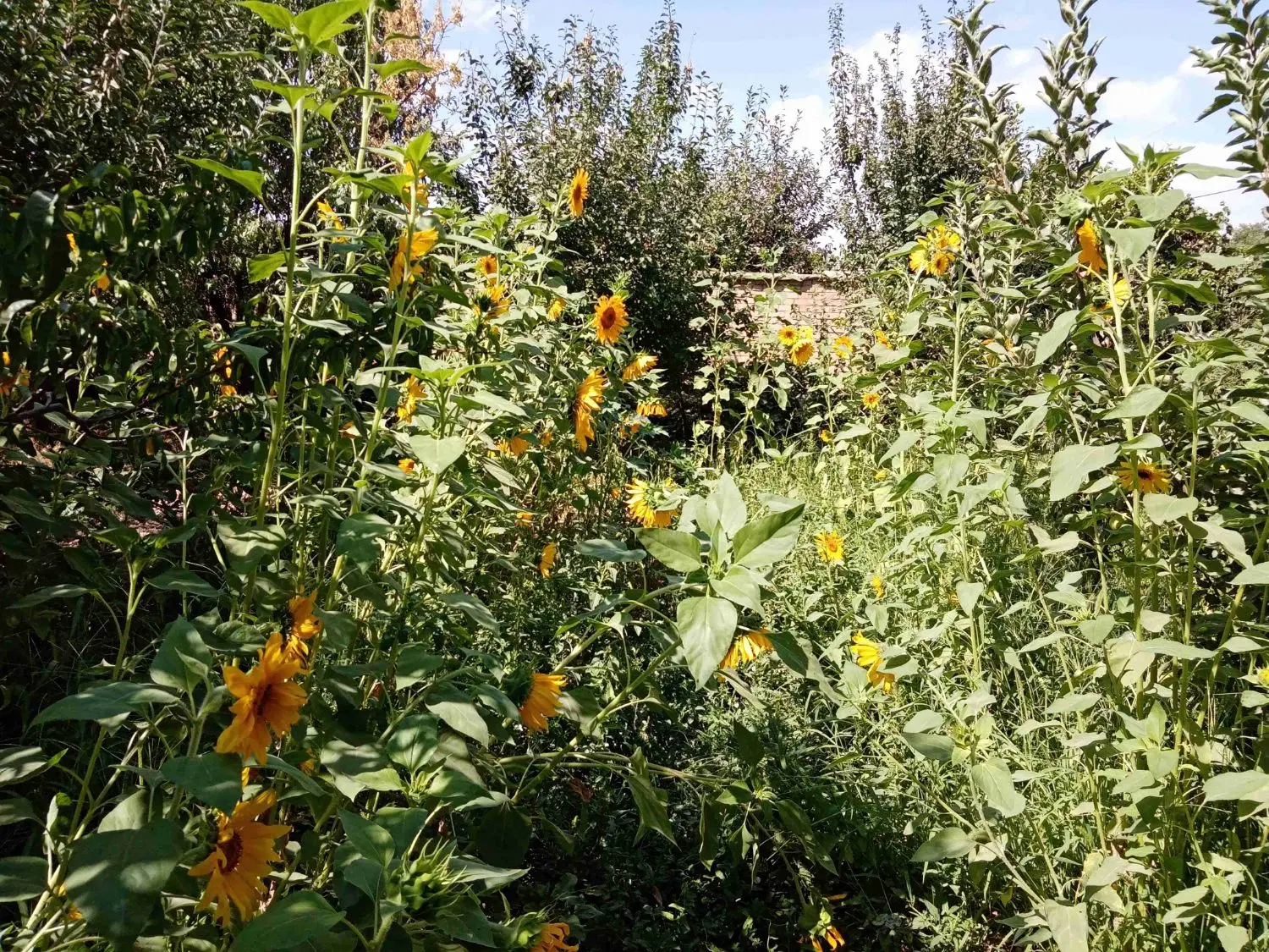 باغ ویلای