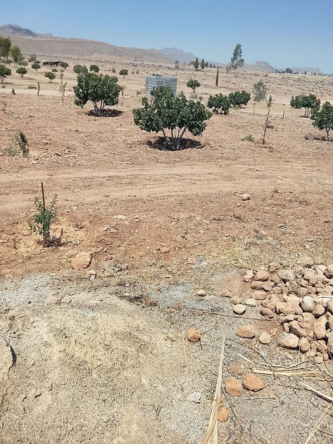 زمین انجیری ۹۰۰ متر یزدخواست