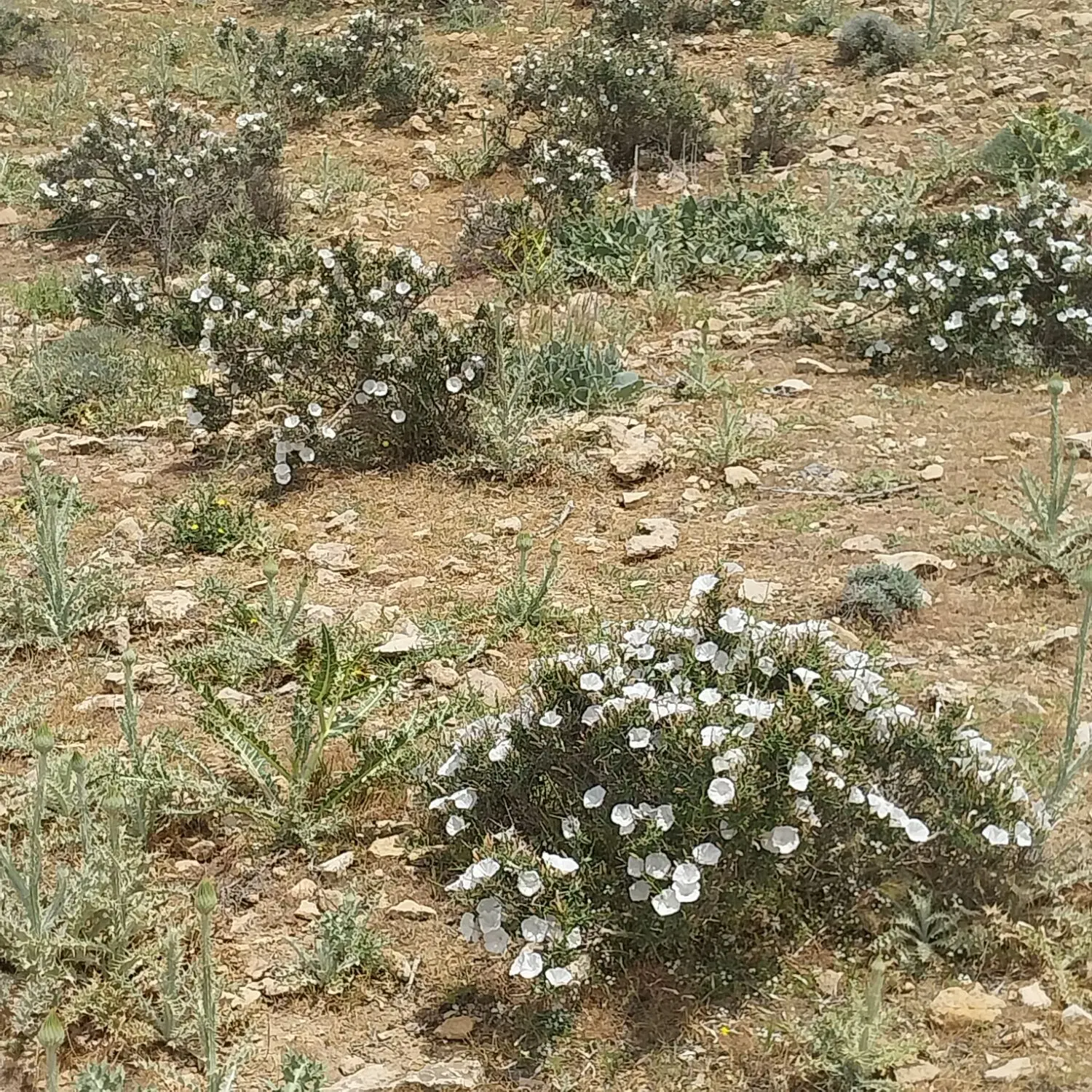 معاوضه زمین مسکونی لپویی